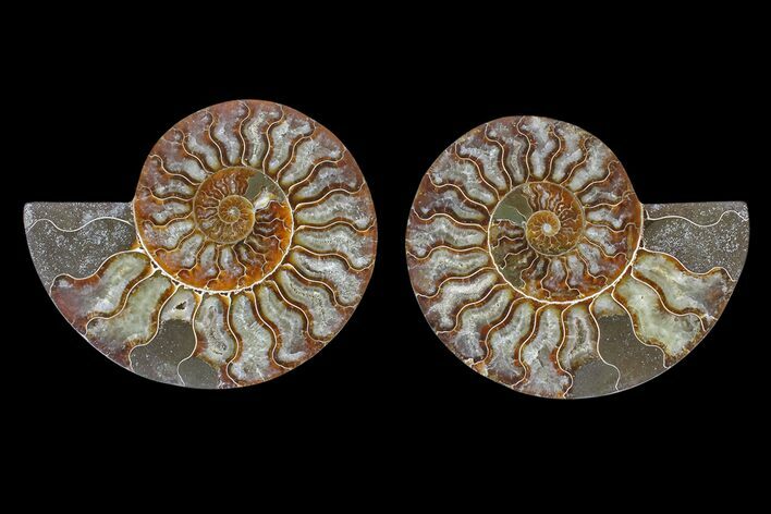 Agate Replaced Ammonite Fossil - Madagascar #166864